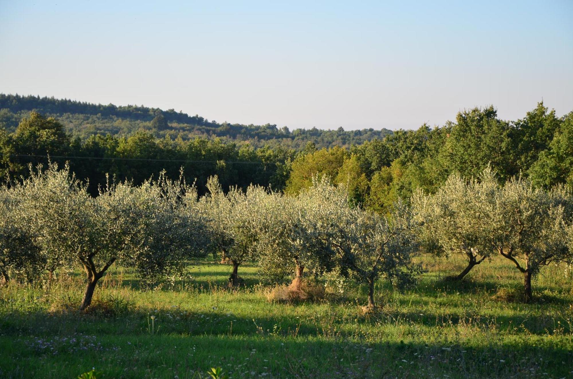 Villa Olivetta By Istrian Country Houses Барат Экстерьер фото